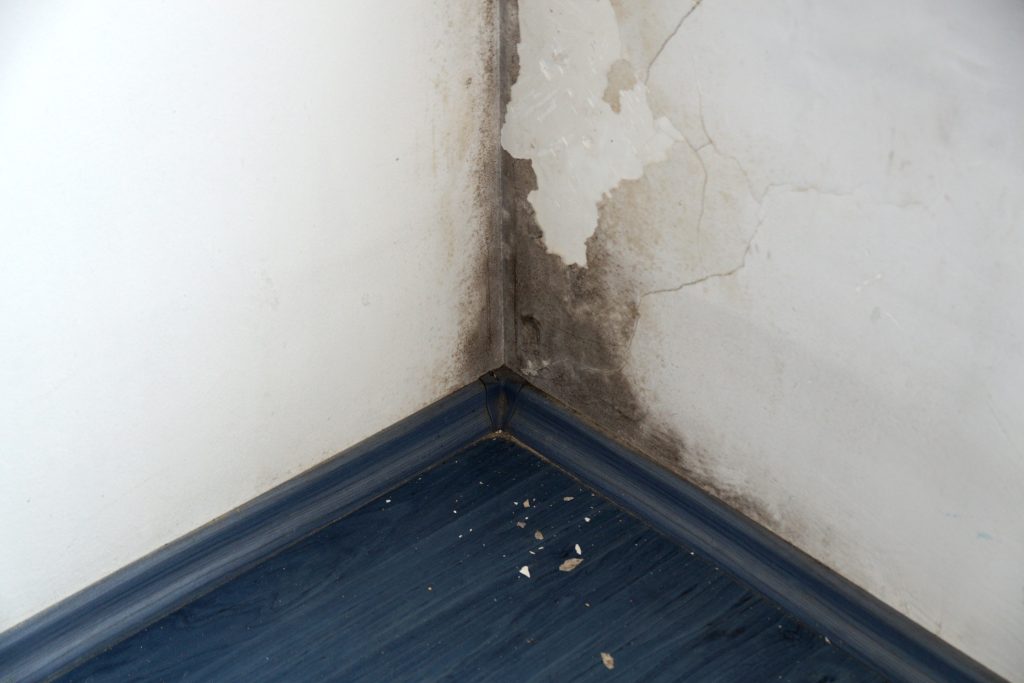 black mold on the wall in the corner